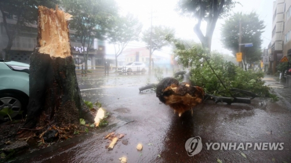Ứng phó bão Ba Vì: Hàn Quốc báo động, Triều Tiên họp Bộ Chính trị