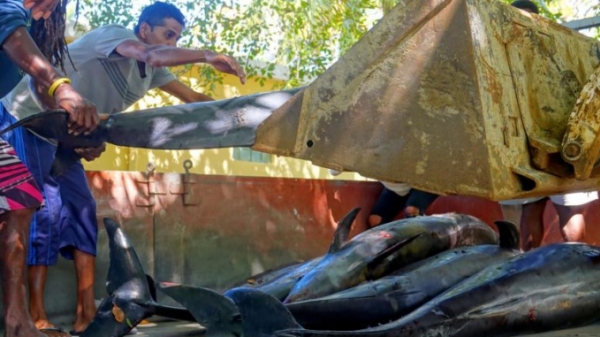 Cá heo chết đồng loạt, dân Mauritius đòi chính phủ từ chức