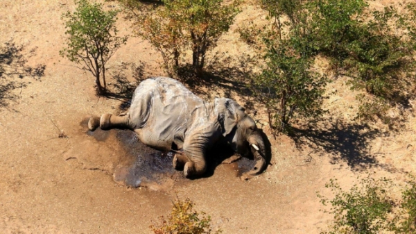 Đã tìm ra ‘sát thủ’ khiến hơn 300 con voi Botswana chết bí ẩn