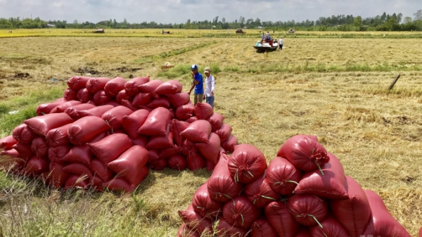 Sản lượng lúa Nam Bộ tăng 134 ngàn tấn dù giảm hàng chục ngàn ha