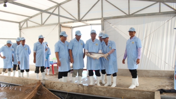 Kiểm tra khu sản xuất giống cá tra của Tập đoàn Việt - Úc