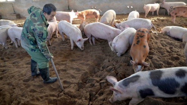 Chăn nuôi lợn Trung Quốc và trồng trọt Mỹ 'ngày càng phụ thuộc lẫn nhau'