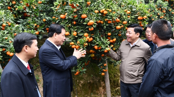 Bộ trưởng Nguyễn Xuân Cường thăm vùng cam, bưởi tuyệt đẹp ở Bắc Giang