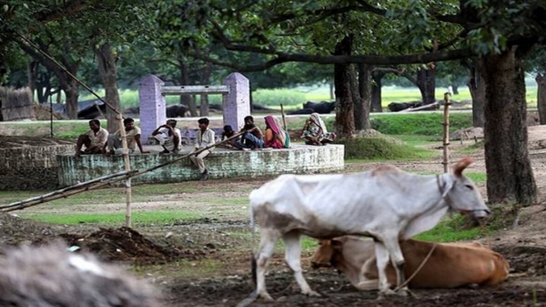 Ấn Độ tổ chức kỳ thi 'Khoa học về bò' cấp quốc gia