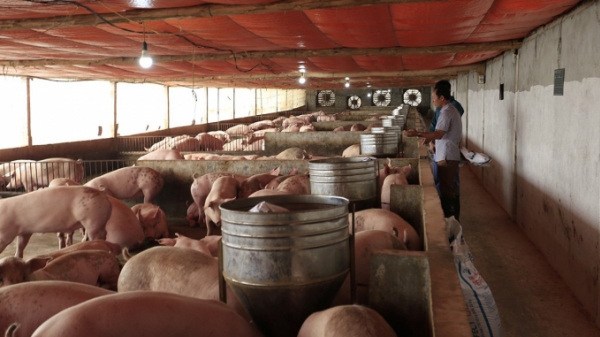 Lào Cai: Sẽ xử lý trường hợp găm hàng, đẩy giá thịt lợn vào dịp Tết