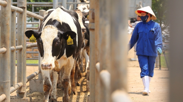 TH true MILK đón đàn bò sữa cao sản nhập khẩu đầu tiên trong năm 2021