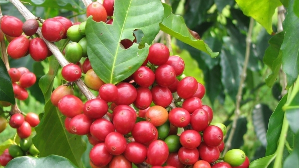 Biến cây cà phê trở thành cây chủ lực ở miền núi Sơn La