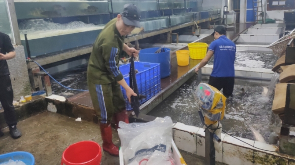 Ngăn chặn cá tầm Trung Quốc trà trộn thành cá tầm Việt Nam