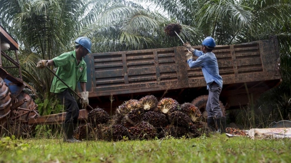 Thiếu hụt lao động đe dọa 'sức khỏe' ngành dầu cọ Malaysia