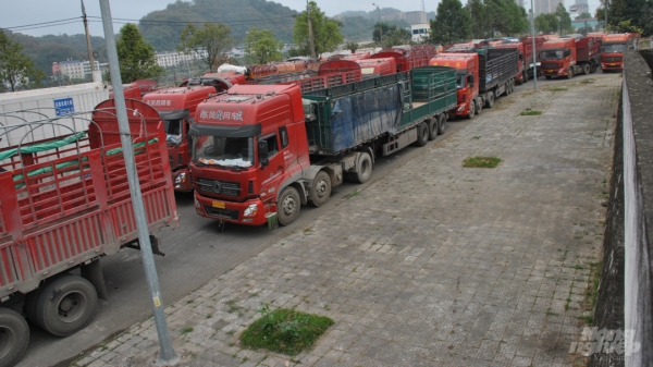 Xe thùng rỗng vây cửa khẩu Kim Thành