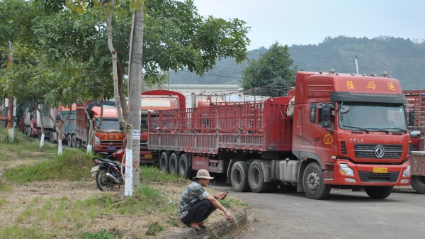 Lào Cai: Hàng nghìn xe ùn ứ ở cửa khẩu Kim Thành