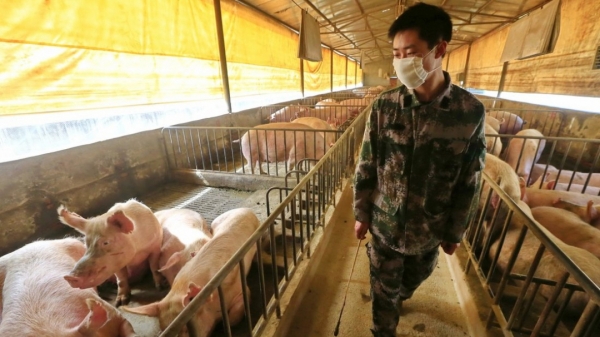 Trung Quốc: Gia tăng dịch bệnh trong mùa đông cản trở tái đàn lợn
