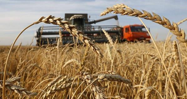 Trung Quốc tăng mua lúa mạch của Pháp, Canada