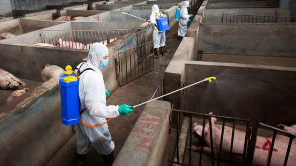 Trung Quốc: Tìm thấy đột biến tự nhiên trong virus gây Dịch tả lợn Châu Phi