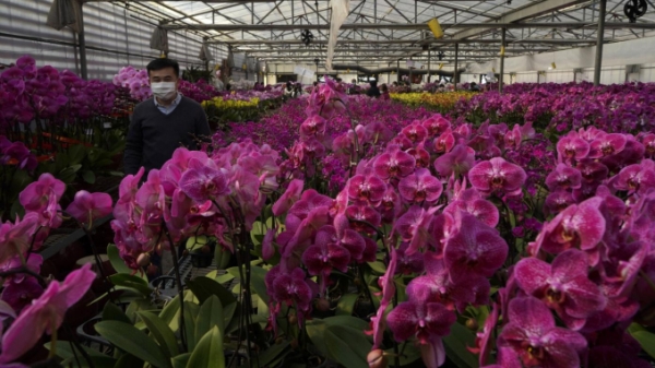 Hồng Kông: Nhà vườn trồng hoa 'héo hắt' vì Covid-19