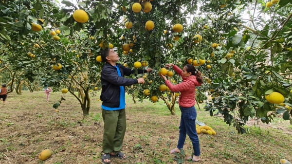 Tuyên Quang khơi dậy nông nghiệp công nghệ cao, có truy xuất
