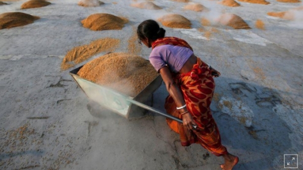 Ấn Độ dự kiến ​​bội thu kỷ lục lúa mì, gạo trong năm nay
