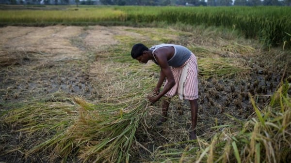 Giá hàng hóa tăng thúc đẩy triển vọng xuất khẩu nông sản Ấn Độ