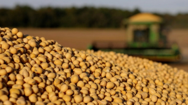 Giá đậu tương tăng khi nguồn cung ở Nam Mỹ ảnh hưởng nặng vì thời tiết