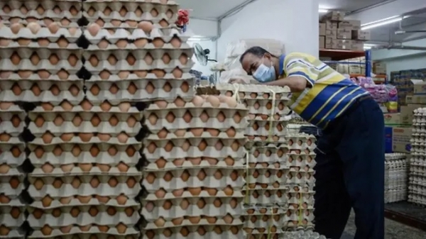 Malaysia kiểm tra trang trại trứng Selangor để xác định nguồn lây vi khuẩn Salmonella