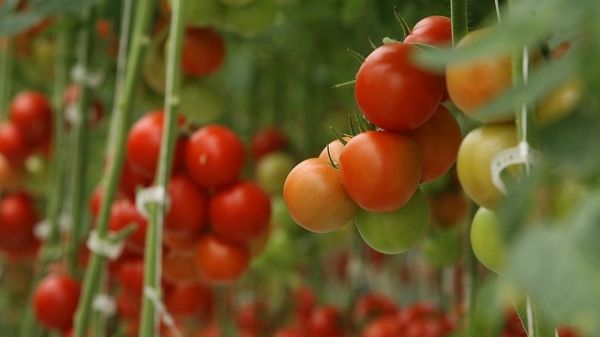 UAE: Huy động 60 triệu USD để trồng cà chua trên sa mạc