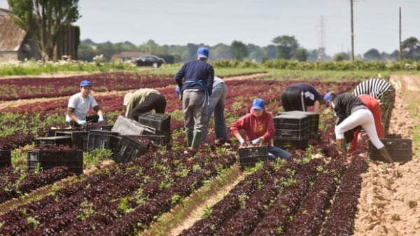 Hậu Brexit: Lao động nông trại nhập cư gặp nguy cơ trở thành nô lệ
