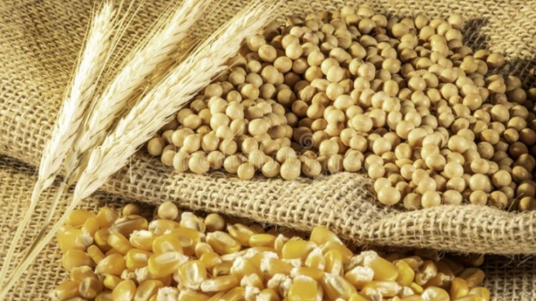 Hoa Kỳ: Xuất khẩu ngô, đậu tương, lúa mì tiếp tục có xu hướng giảm