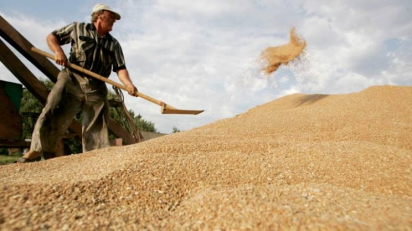 Những vấn đề nảy sinh quanh chuyện bảo hộ lúa mì của Nga