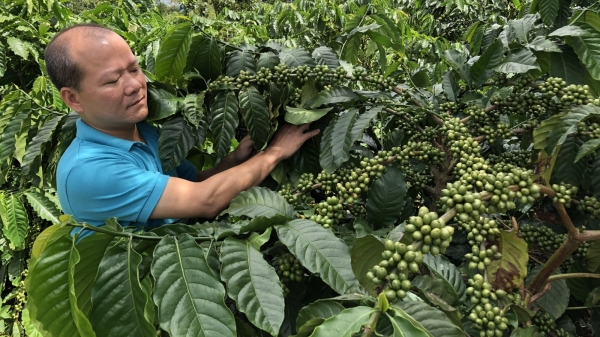 VnSAT nâng cao chất lượng sản xuất và tái canh cà phê bền vững