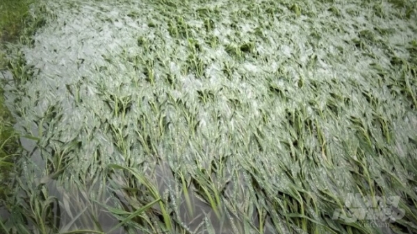 Mưa dông khiến 1 người bị thương, 20 ha lúa, hoa màu thiệt hại