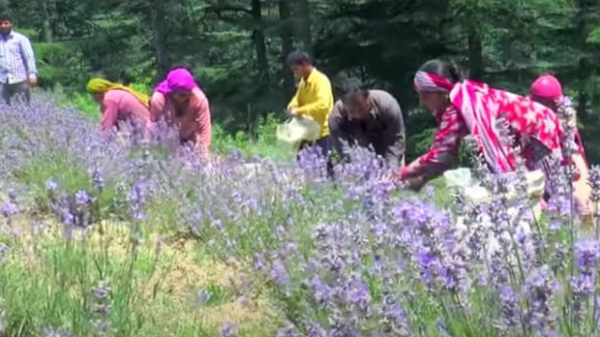 Ấn Độ thích nghi hạn hán bằng hoa oải hương