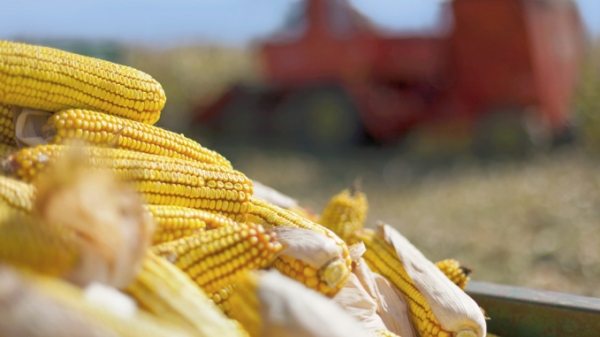 Brazil tạm ngừng áp thuế nhập khẩu ngũ cốc, ngô Mỹ và Ukraine hưởng lợi