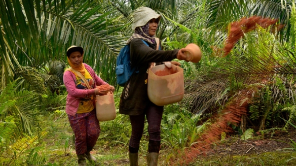 Indonesia đánh đổi gì khi nới lỏng các quy tắc trồng cọ dầu?