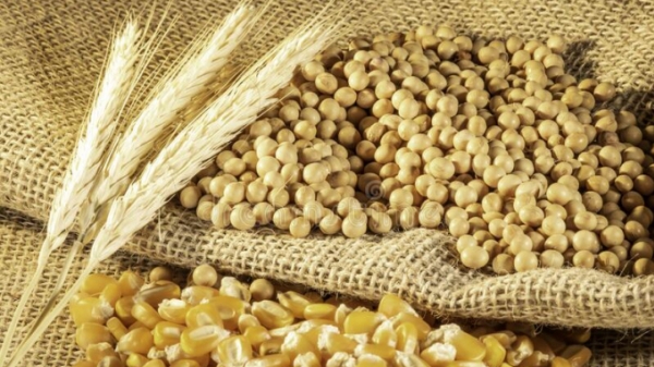Giá ngô tăng cao nhất trong 8 năm qua, kéo theo giá đậu tương, lúa mì