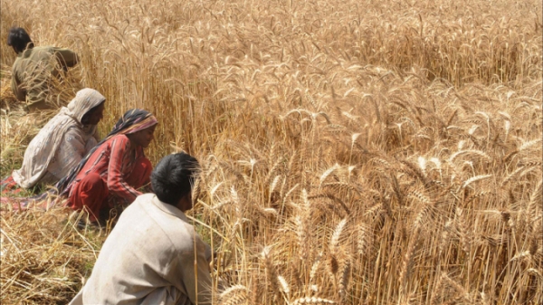 Ấn Độ: Chính phủ đau đầu vì vụ lúa mì bội thu kỷ lục