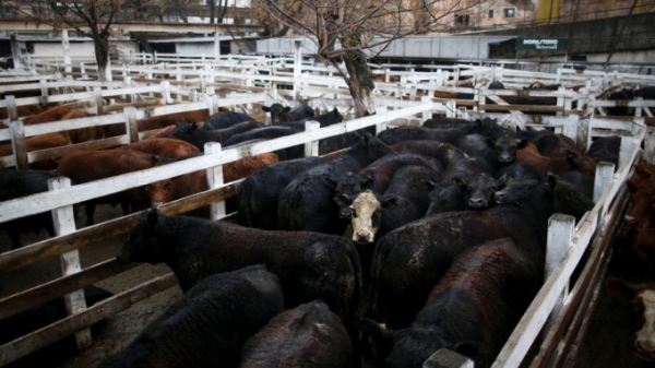 Argentina: Chính phủ cấm xuất khẩu thịt bò, nông trại tuyên bố ngừng buôn bán