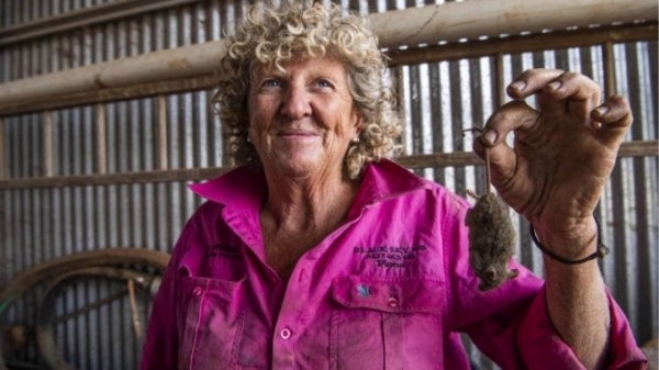 Nông dân Úc đau đầu đối mặt thảm họa chuột