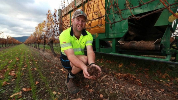 New Zealand: Đất trồng nho tốt hơn nhờ bổ sung hỗn hợp phân bón trộn mới