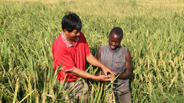 Lúa lai giúp châu Phi đảm bảo an ninh lương thực