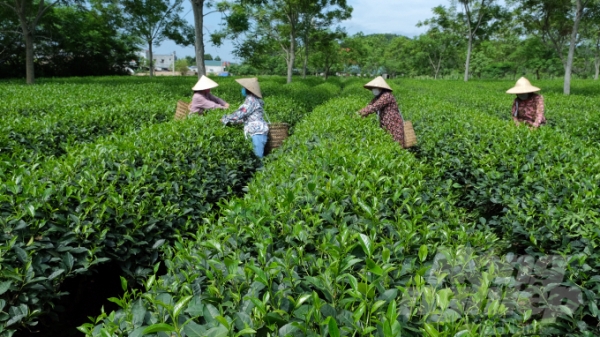 Tuyên Quang phát triển nông nghiệp theo mô hình hợp tác xã