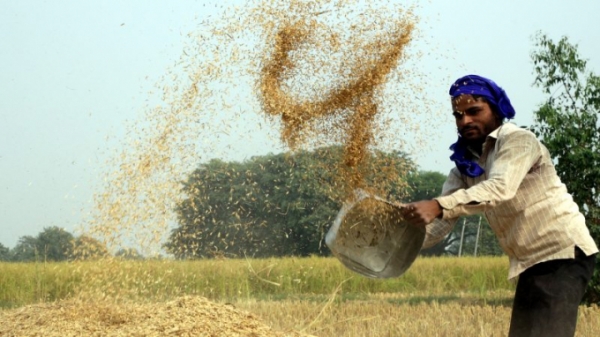 'Cuộc chiến' xuất khẩu gạo basmati sang EU: Ấn Độ tung đòn hiểm vào Pakistan