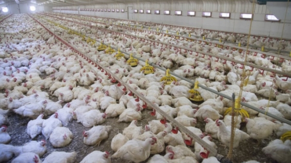 Công nghiệp chăn nuôi gà bùng nổ tại Vương quốc Anh