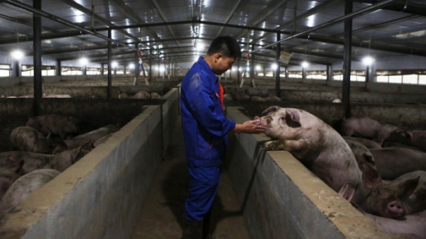 Trung Quốc tinh chỉnh hệ thống dự trữ thịt lợn