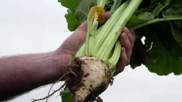 Chuẩn bị trồng lại củ cải đường ở Scotland
