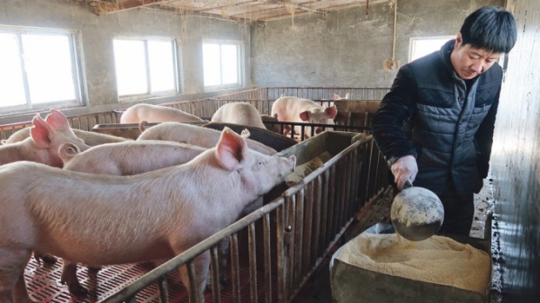 Trung Quốc kêu gọi người chăn nuôi không nên hoảng sợ khi giá lợn giảm sâu