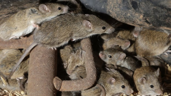 Úc: Chính quyền từ chối cho nông dân dùng 'napalm dành cho chuột'