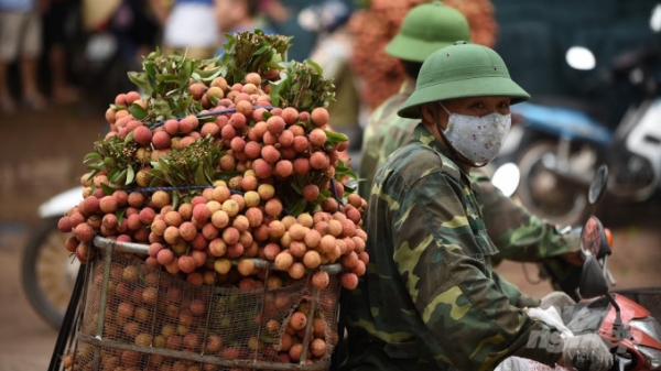 Vải thiều Việt Nam tự tin chinh phục các thị trường khó tính