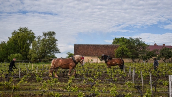 Nông dân Pháp bỏ máy móc, dùng ngựa để trồng nho
