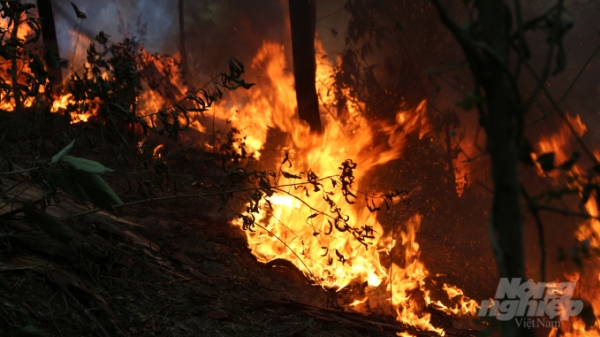 Phòng chống và giảm thiểu thiệt hại cháy rừng: Những việc cấp bách cần làm ngay