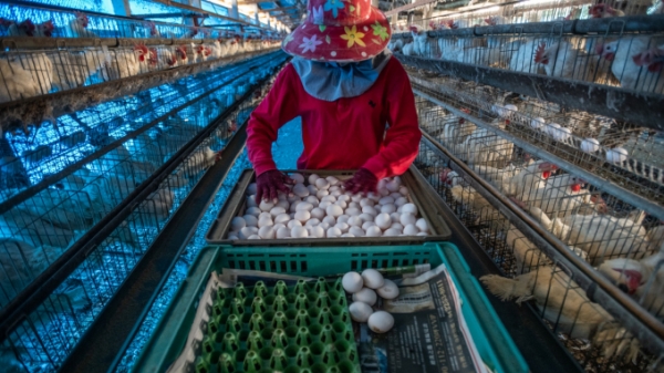 Đài Loan nâng cấp hướng dẫn phúc lợi cho gà đẻ